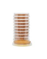 Malt Extract Agar Contact Plate, 15x65mm